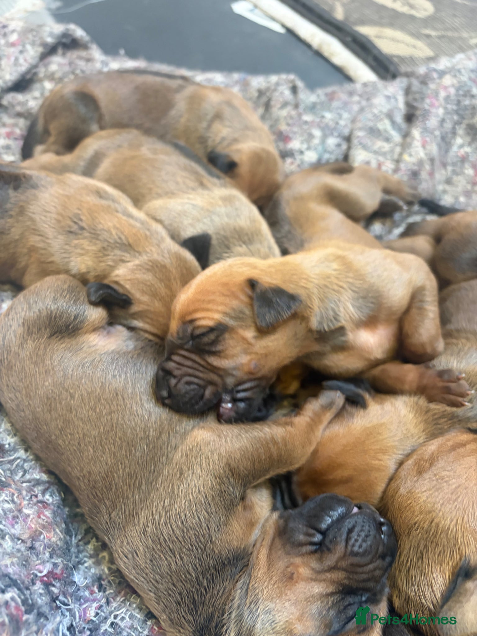 Rhodesian Ridgeback dogs KC Registered Rhodesian Ridgebacks - Advert 15