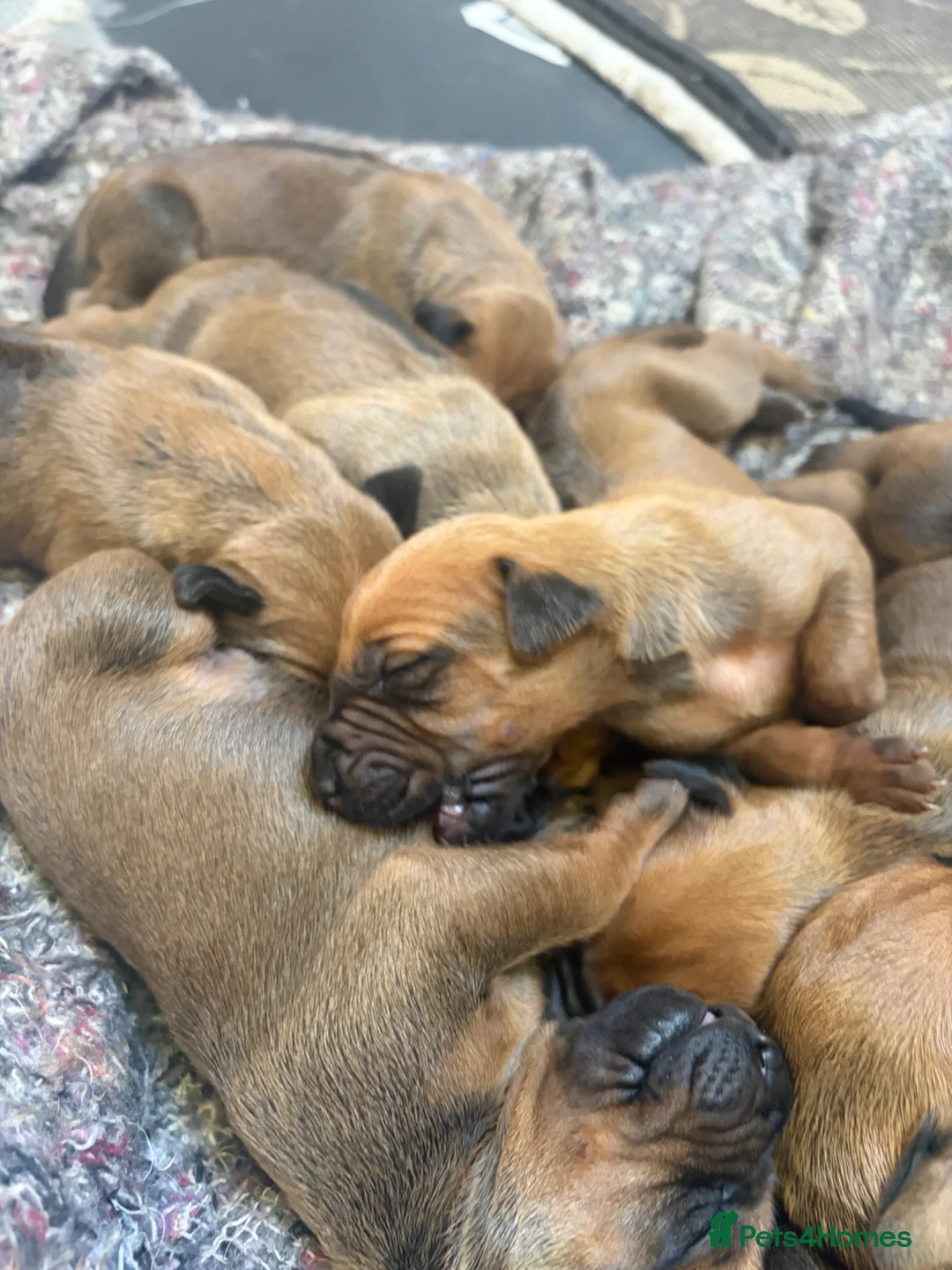 Rhodesian Ridgeback dogs for sale: KC Registered Rhodesian Ridgebacks - Advert 1