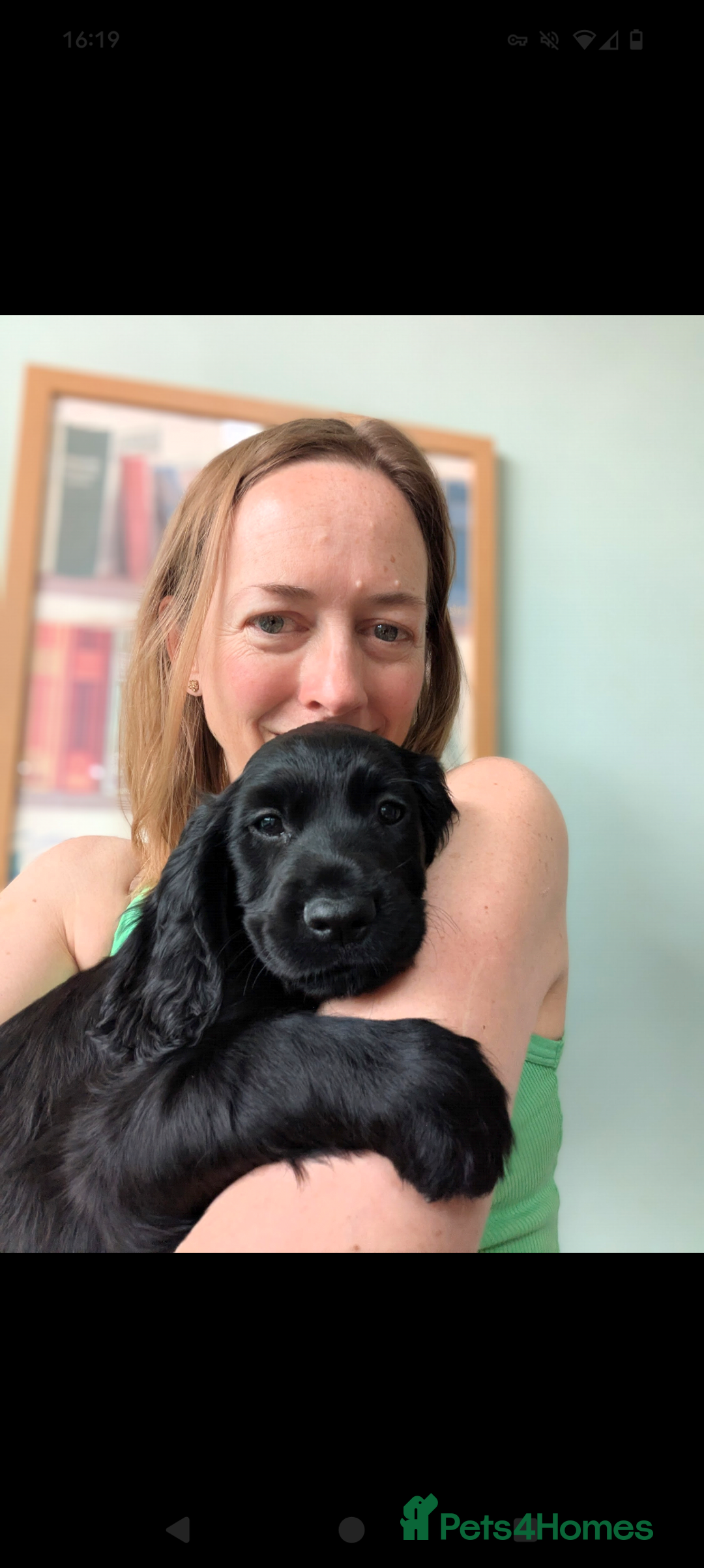 Sprocker dogs for sale: Black male Sprocker Spaniel -- 12 weeks  - Image 4