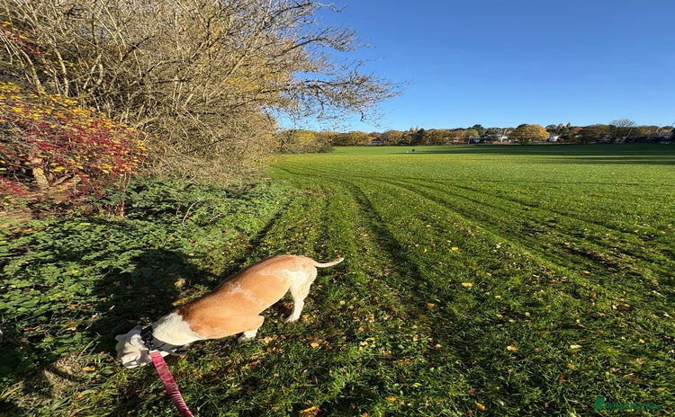 American Bulldog dogs - Advert 2
