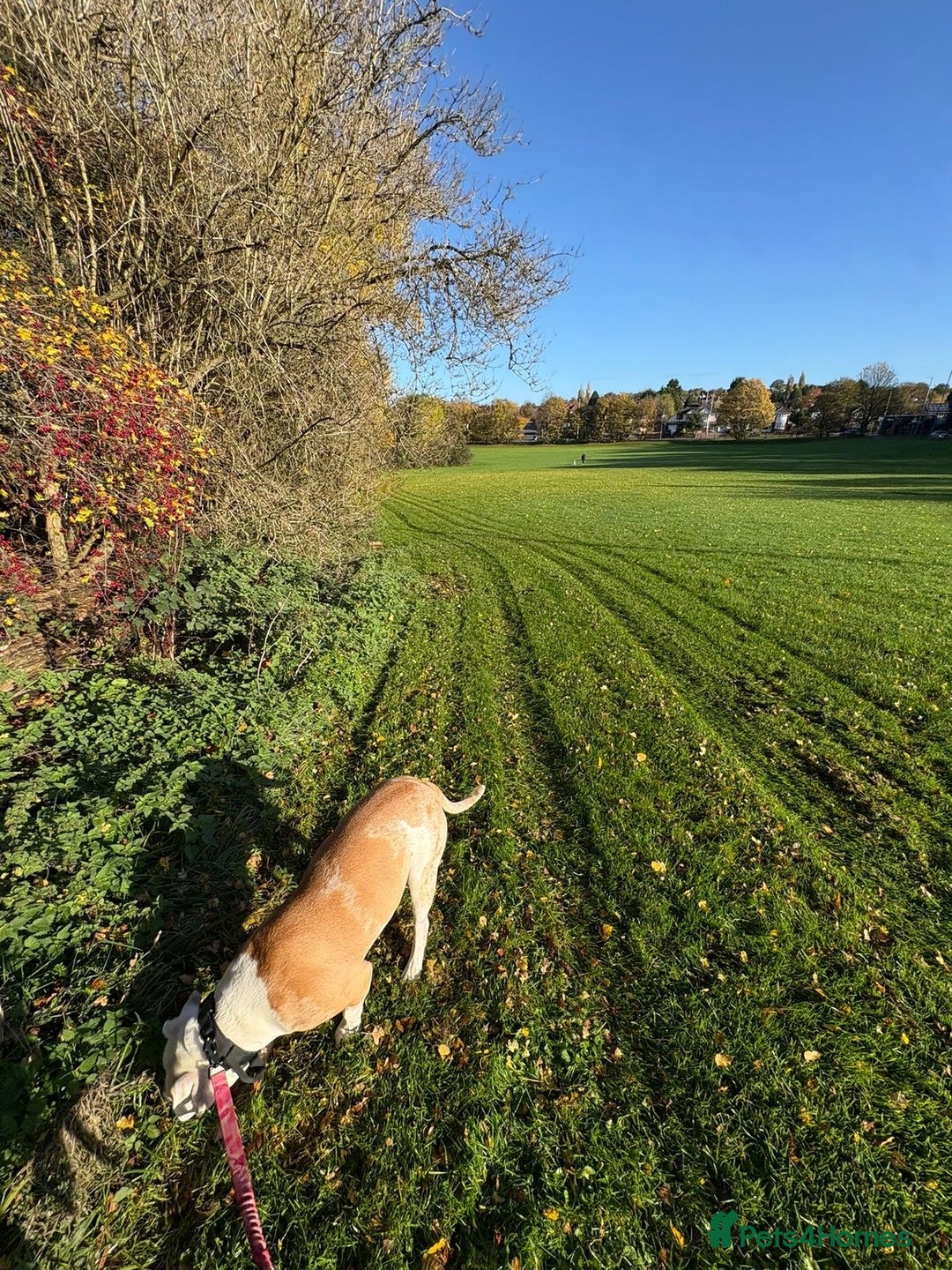 American Bulldog dogs for sale: female american bulldog  - Image 1