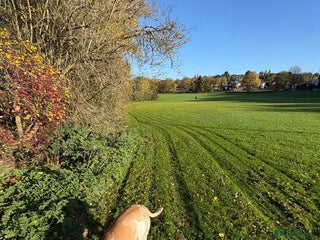 American Bulldog dogs - Advert 1