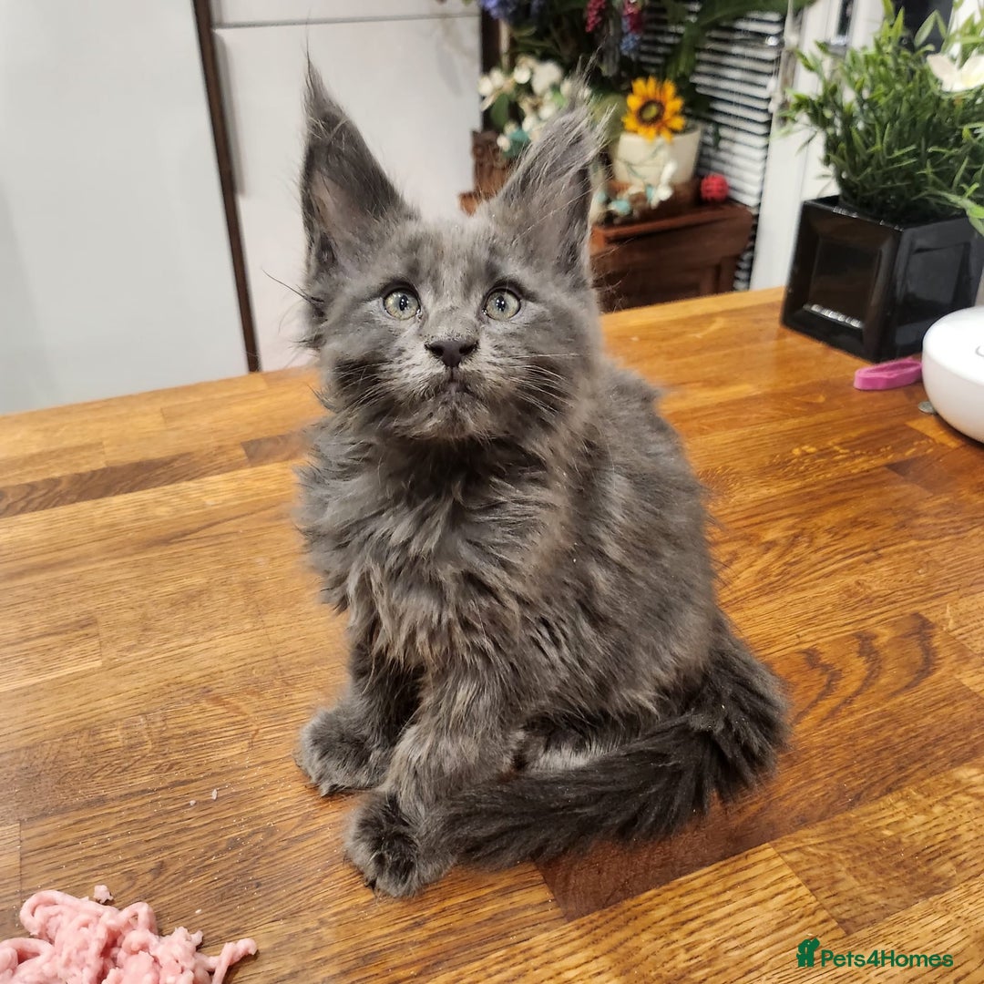 Maine Coon cats for sale: Maine coon purebred pedigre xl active in Barnsley - Image 3