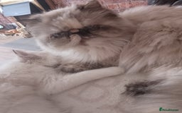 Persian cats for sale: Persian kitten female  - Image 7