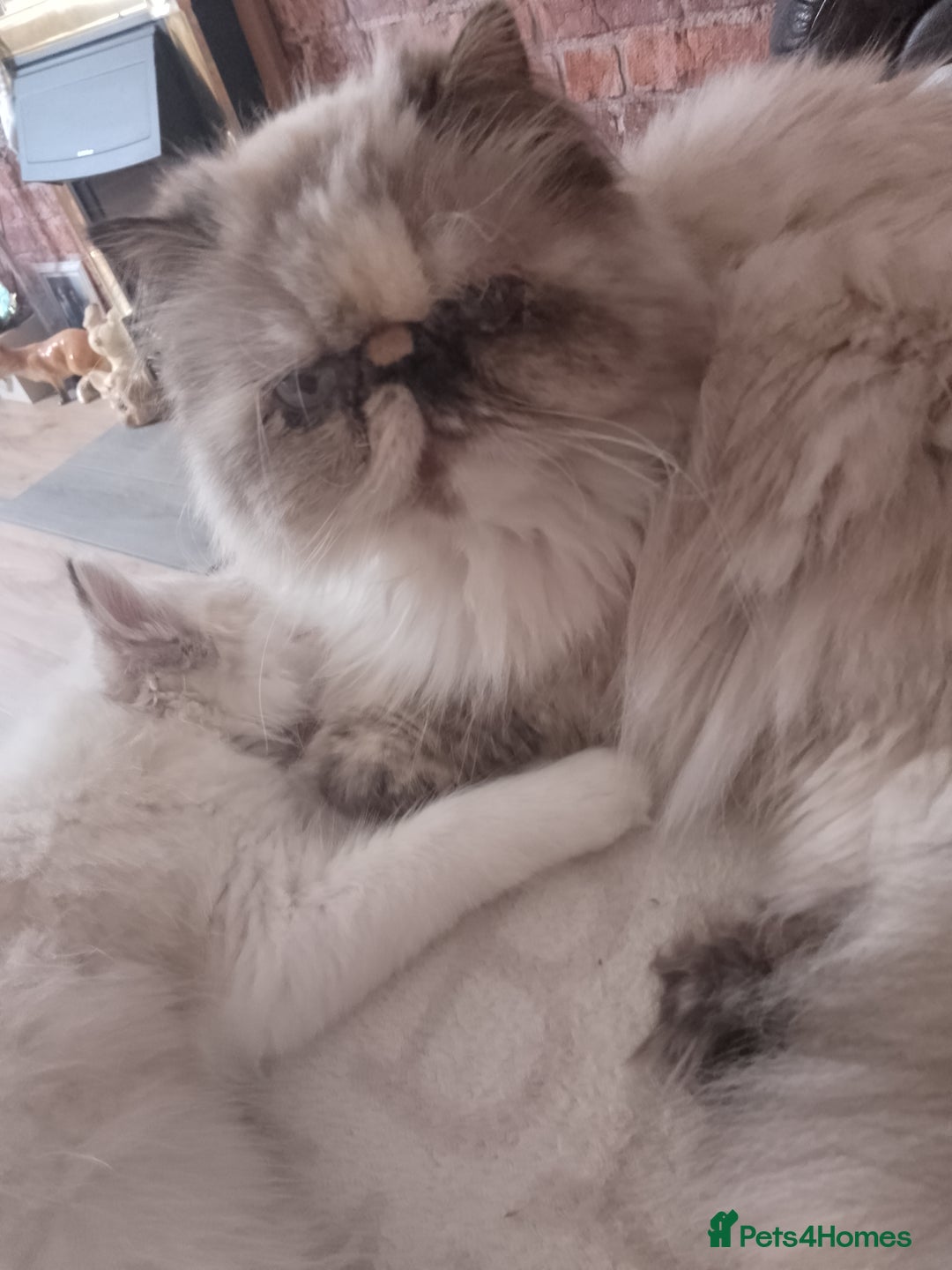 Persian cats for sale: Persian kitten female  - Image 7