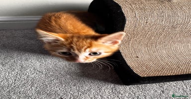 Mixed Breed cats - Advert 16