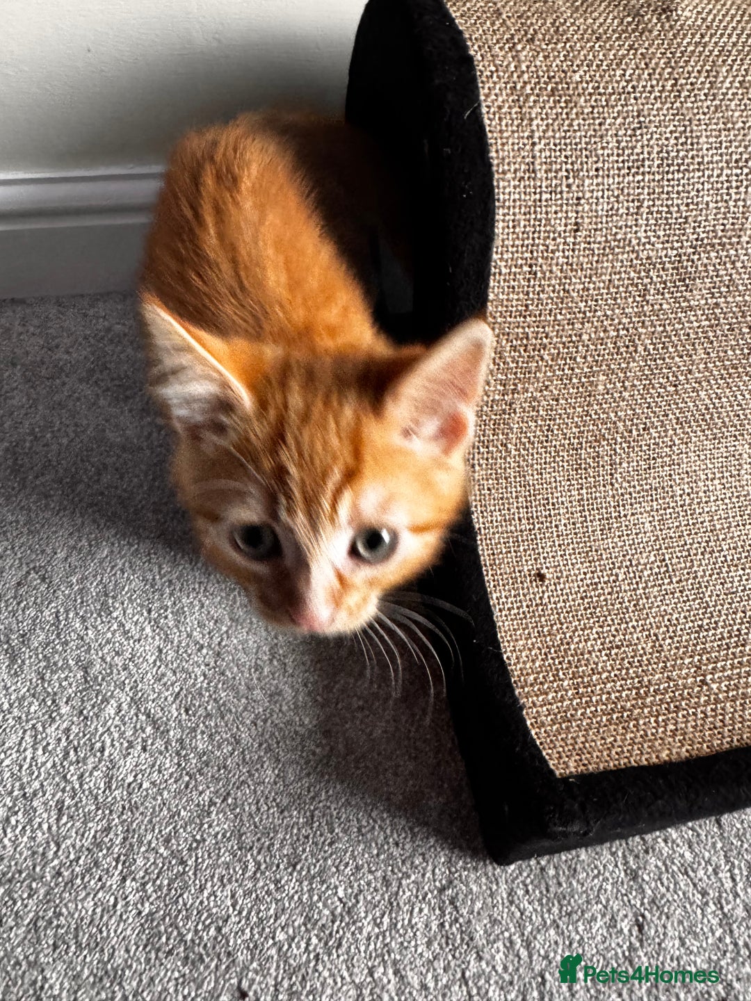 Mixed Breed cats for sale: Ginger boy black girl kittens approx 9 weeks - Image 2