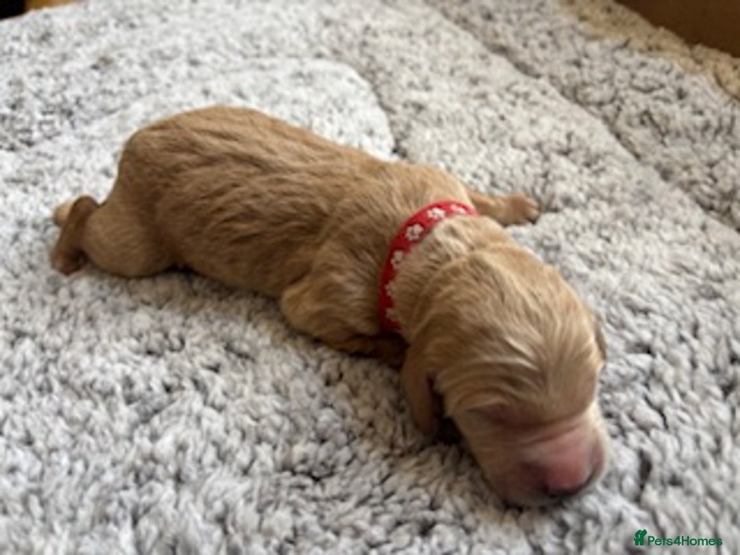 Double Doodle dogs for sale: 10 beautiful double doodles born on 24/08/2025 - Image 9