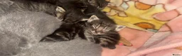 Mixed Breed cats for sale: Beautiful Mainecoon x Bengal kittens  - Advert 9