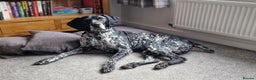 Pointer dogs for sale: 6 Year Old German Shorthaired Pointer - Advert 1