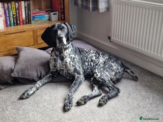 Pointer dogs 6 Year Old German Shorthaired Pointer - Advert 2