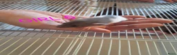 Rat rodents for sale: Baby male and female dumbos and rex rats  - Advert 6