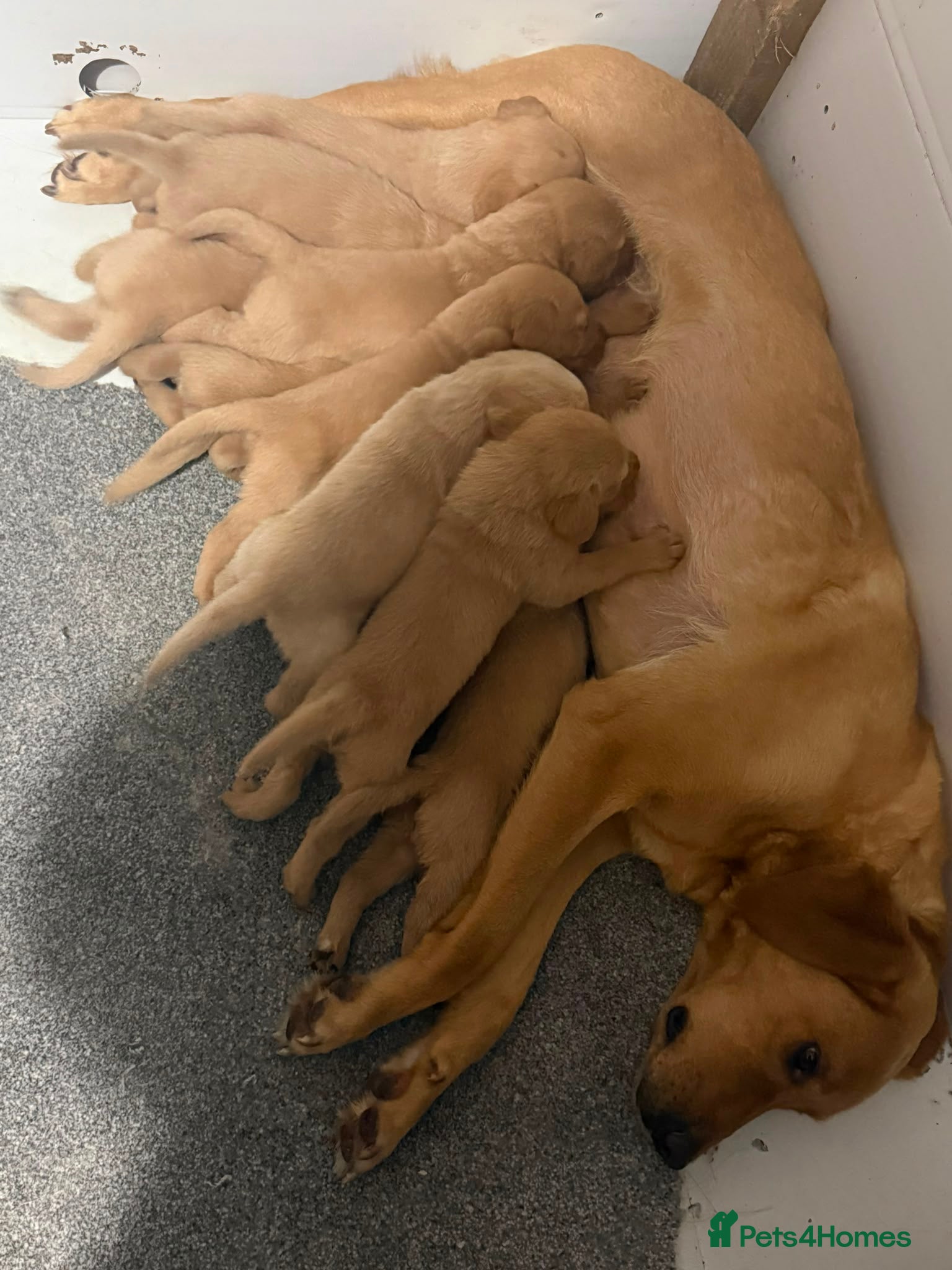 Labrador Retriever dogs Red Labrador puppies  - Advert 5