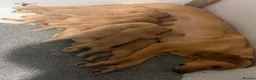Labrador Retriever dogs for sale: Red Labrador puppies  - Advert 5