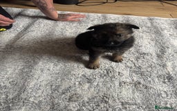 German Shepherd dogs for sale: 3 German shepherd puppies - Image 7