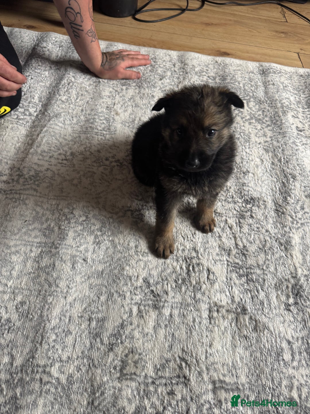 German Shepherd dogs for sale: 3 German shepherd puppies - Image 7