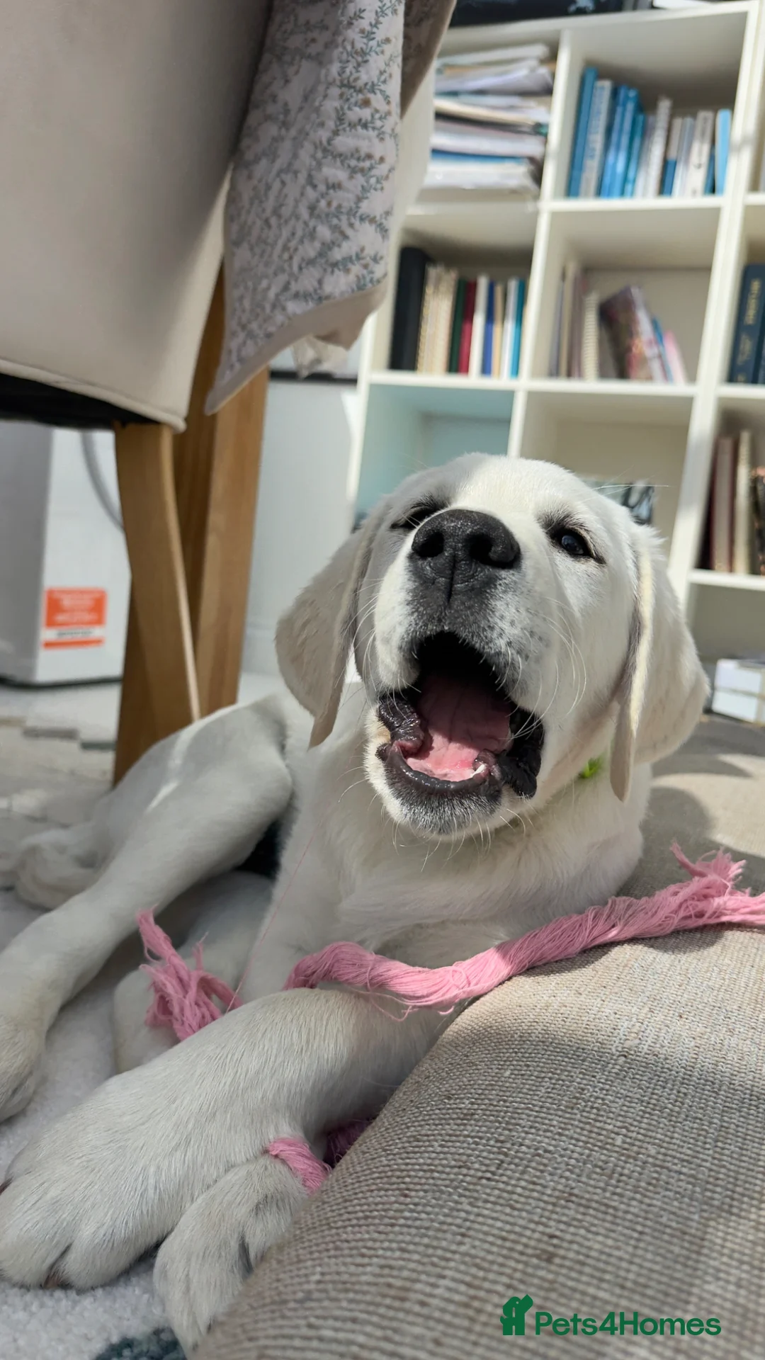 Goldador dogs for sale: Last Goldador Puppy 12wks Vaccinated Ready Now  - Advert 2