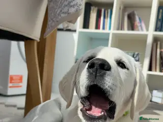 Goldador dogs Last Goldador Puppy 12wks Vaccinated Ready Now - Advert 7