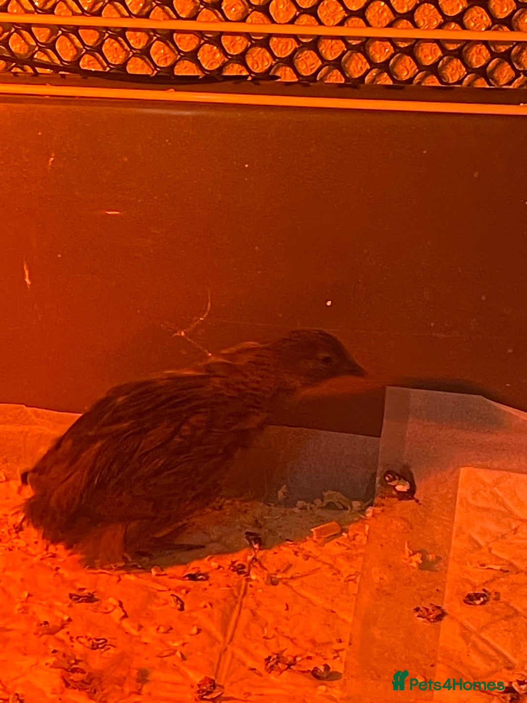 Quail poultry for sale: 3 button quail  - Image 2