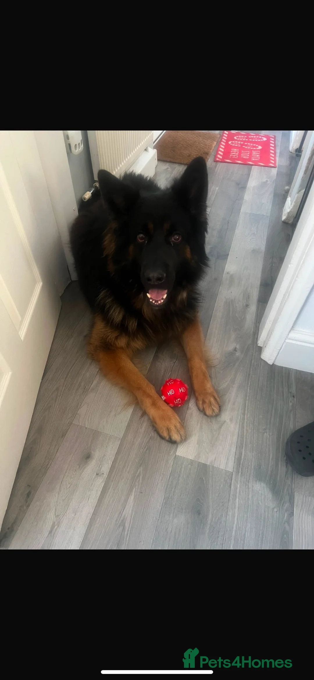 German Shepherd dogs for sale: German Shepard  - Advert 4