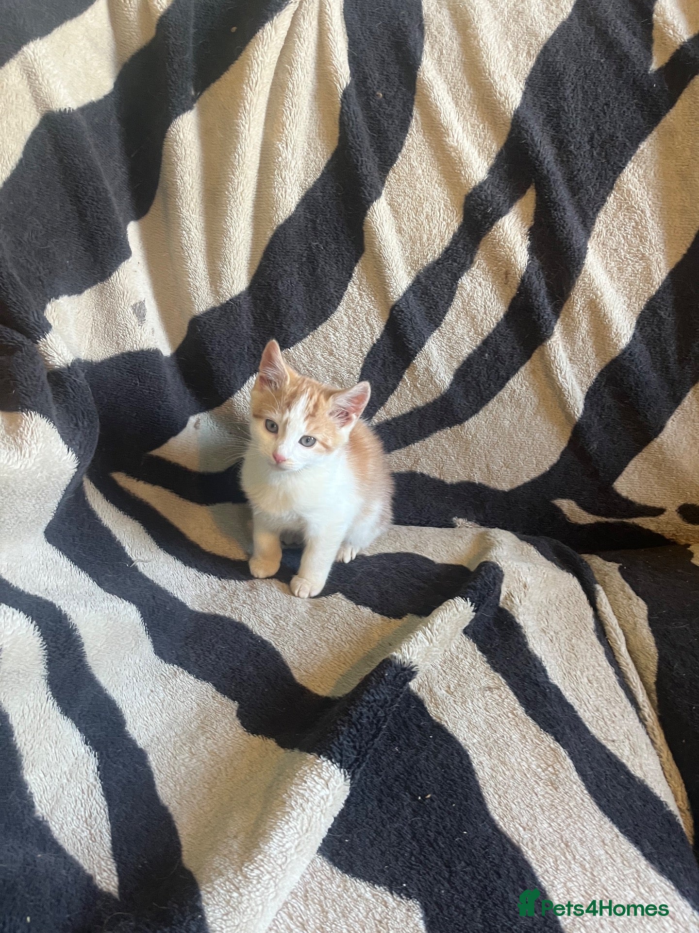 Mixed Breed cats Kittens looking for their forever homes  - Advert 2