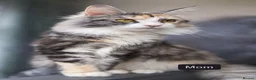 Maine Coon cats for sale: GCCF ACTIVE BLUE SMOKE TABBY MAINE COON BOY  - Advert 16