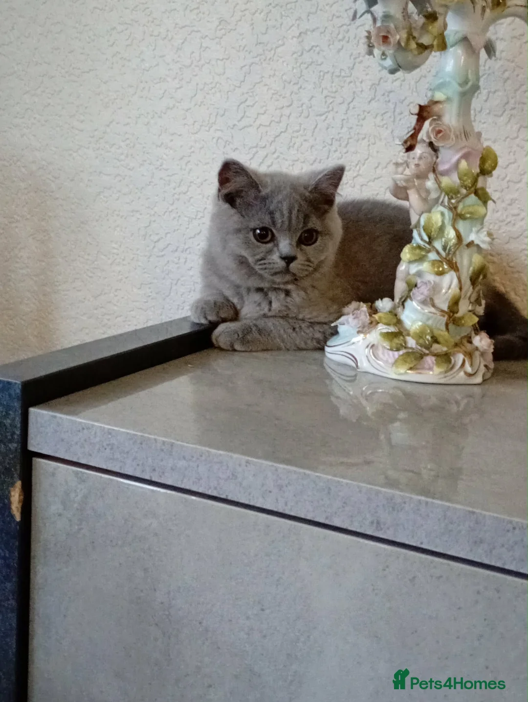 British Shorthair cats for sale: British blue short hair in Staines - Advert 18