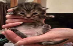 Mixed Breed cats for sale: The Fab Four - Advert 9