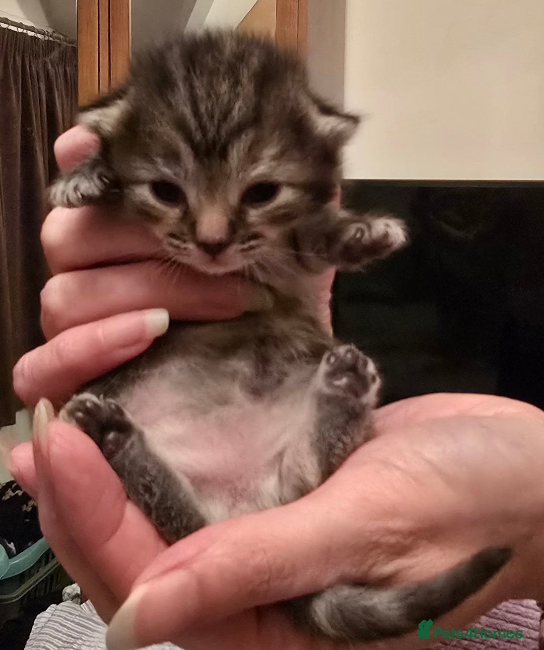 Mixed Breed cats for sale: The Fab Four - Advert 9