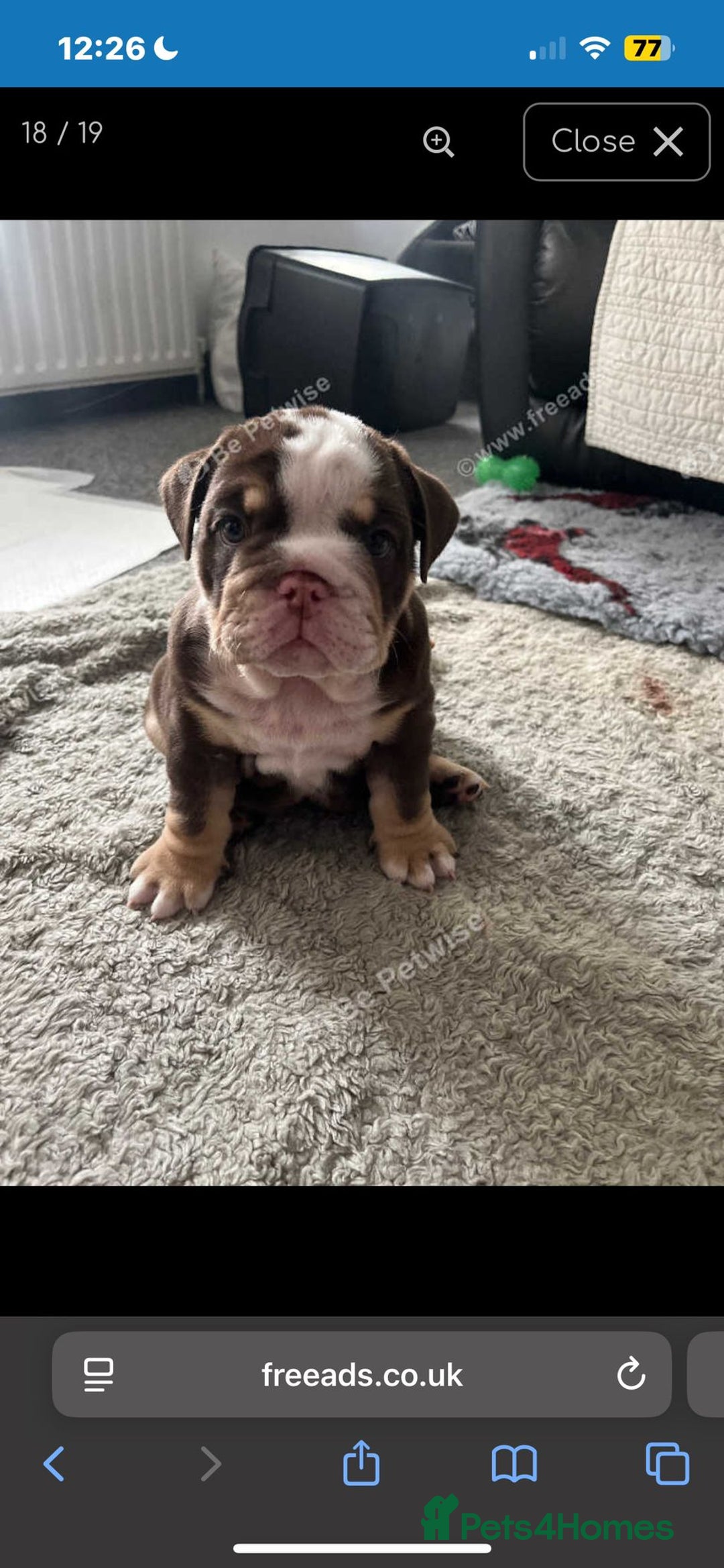 English Bulldog dogs for sale: Beautiful British bulldog pups  - Image 10
