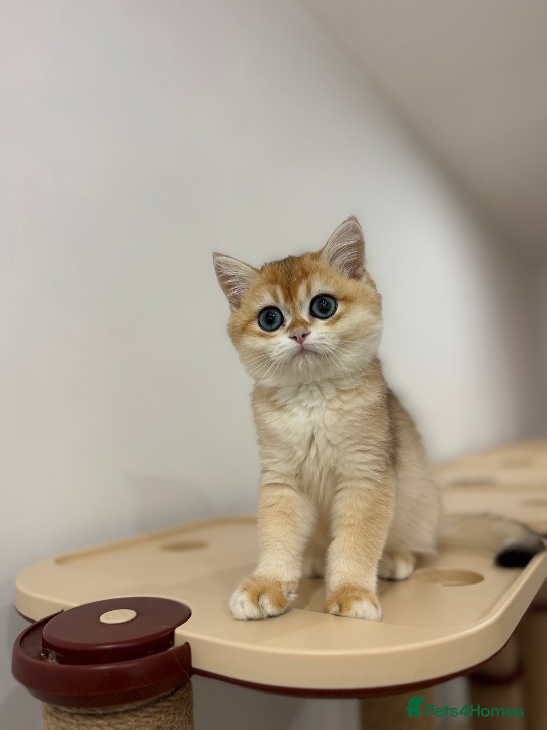 British Shorthair cats for sale: British Shorthair Golden kittens    - Image 11