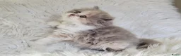 British Shorthair cats for sale: Stunning loving British longhair  - Advert 20