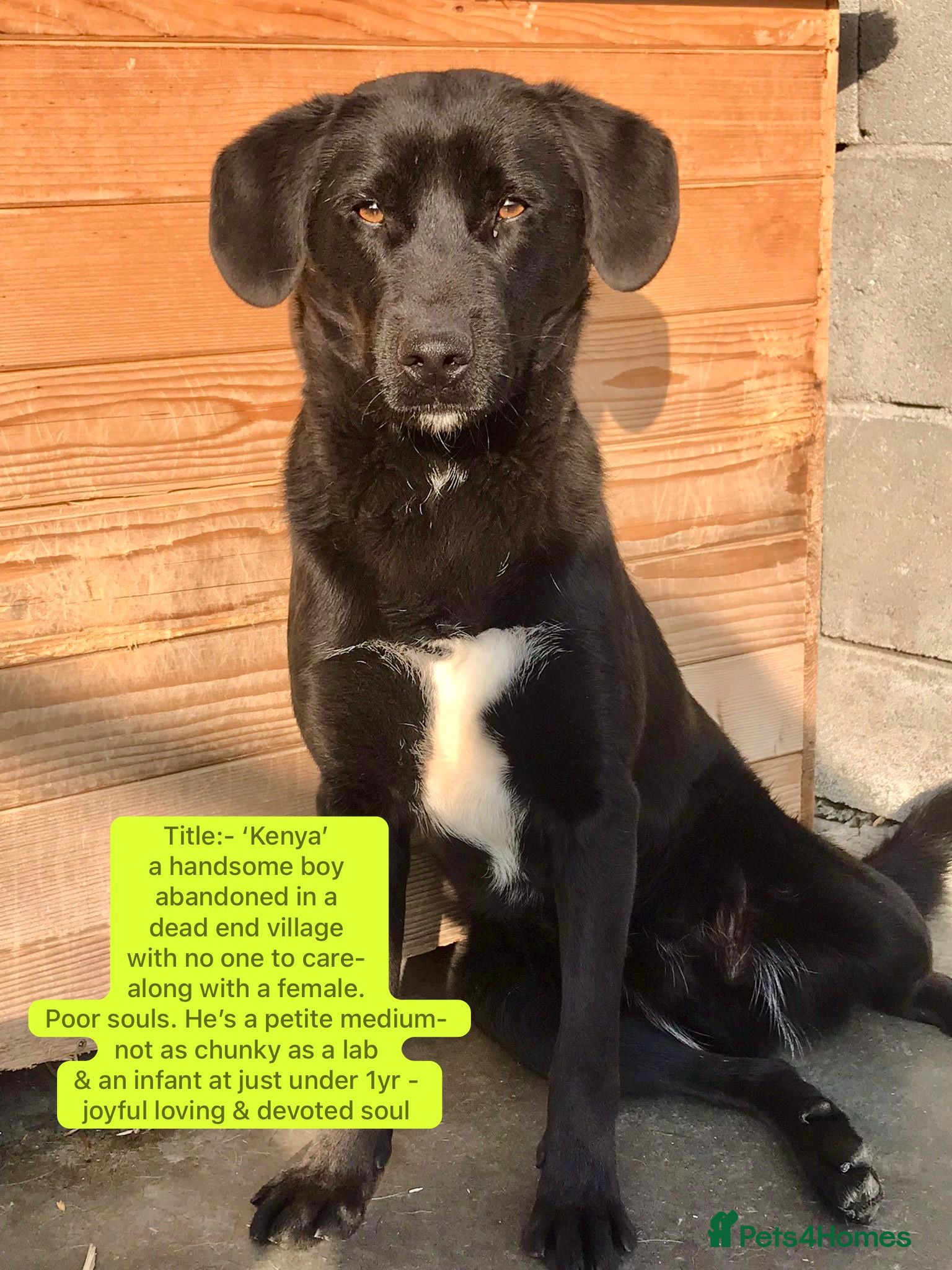 Mixed Breed dogs Kenya, 1 yr approx. Available for adoption. - Advert 2