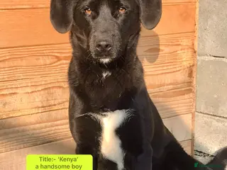 Mixed Breed dogs Kenya, 1 yr approx. Available for adoption. - Advert 2