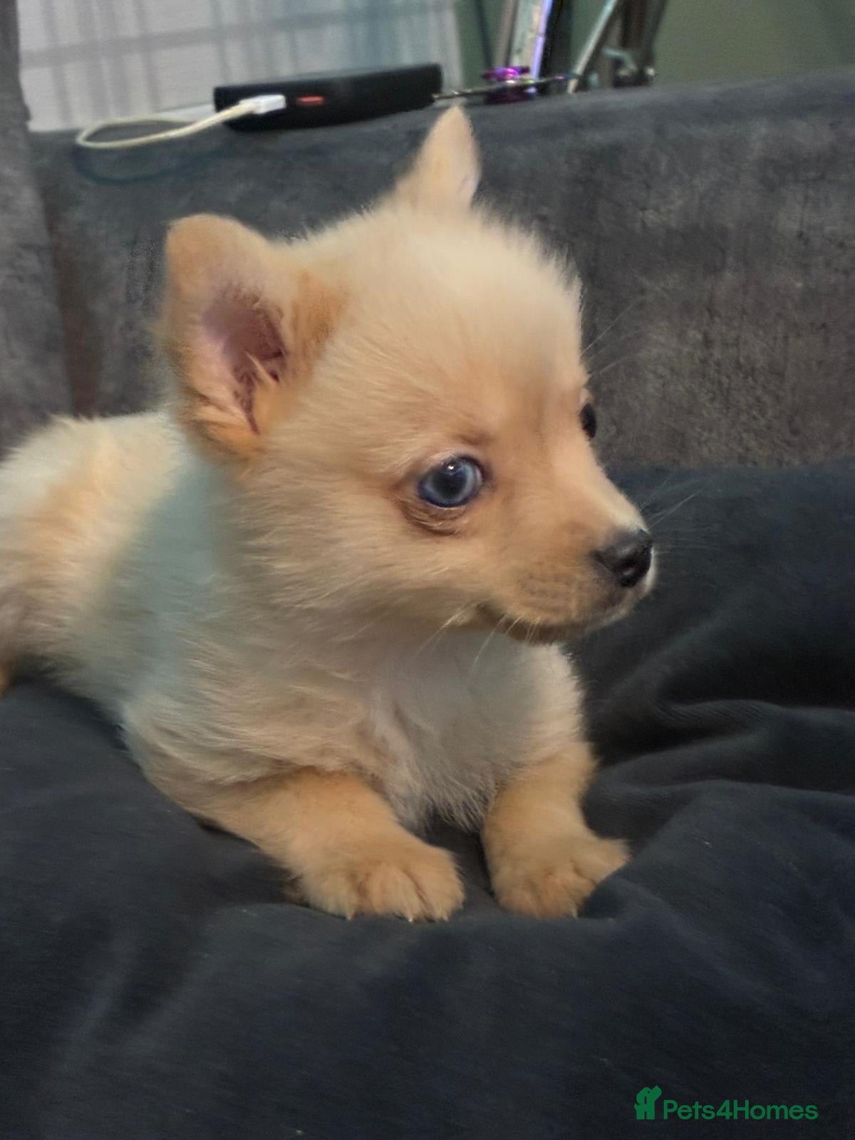 Mixed Breed dogs miniature Yorkshire terrier cross pure Pomeranian. - Advert 11