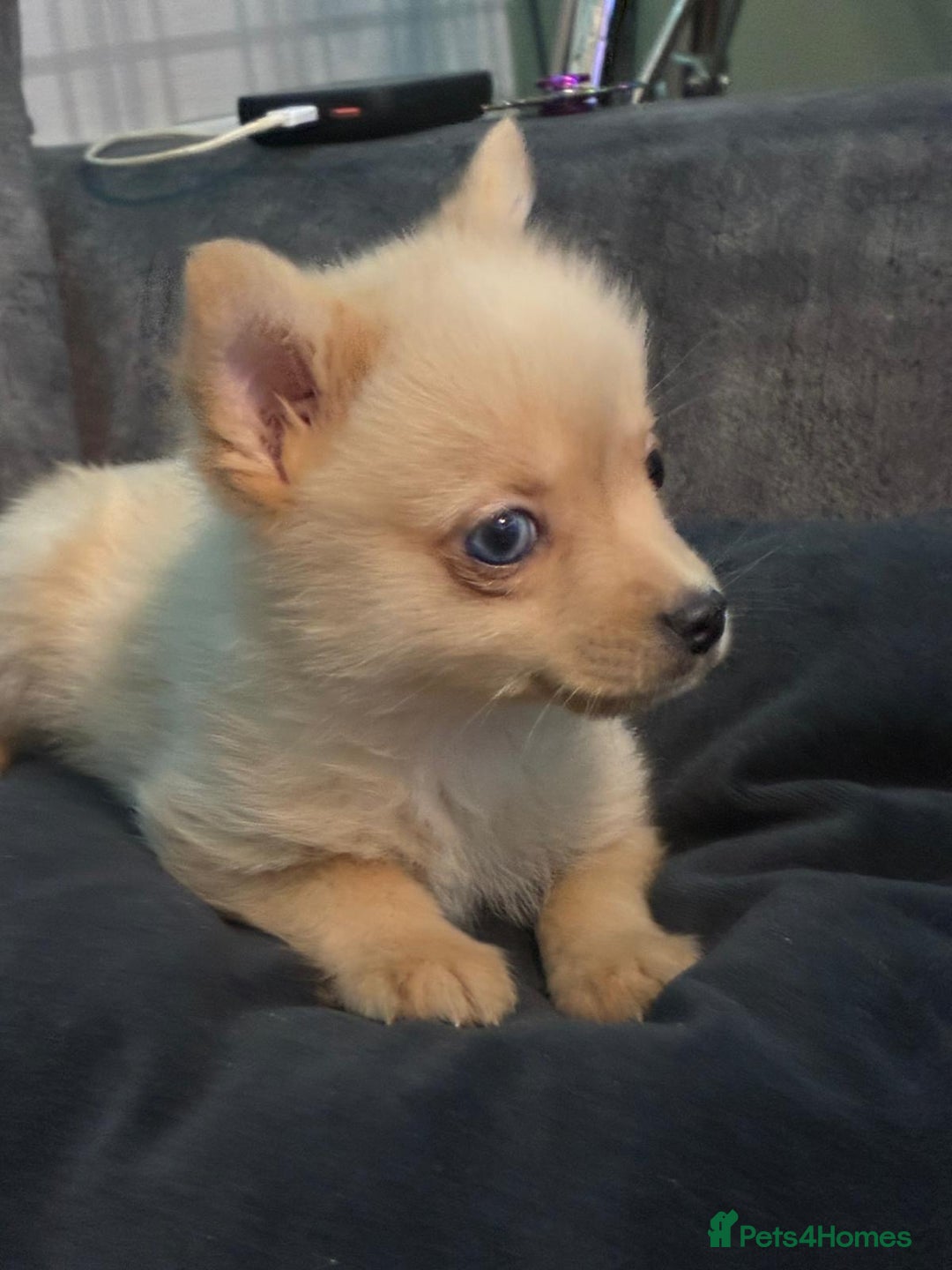 Mixed Breed dogs for sale: miniature Yorkshire terrier cross pure Pomeranian. - Advert 1