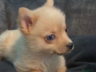 Mixed Breed dogs miniature Yorkshire terrier cross pure Pomeranian. - Advert 8