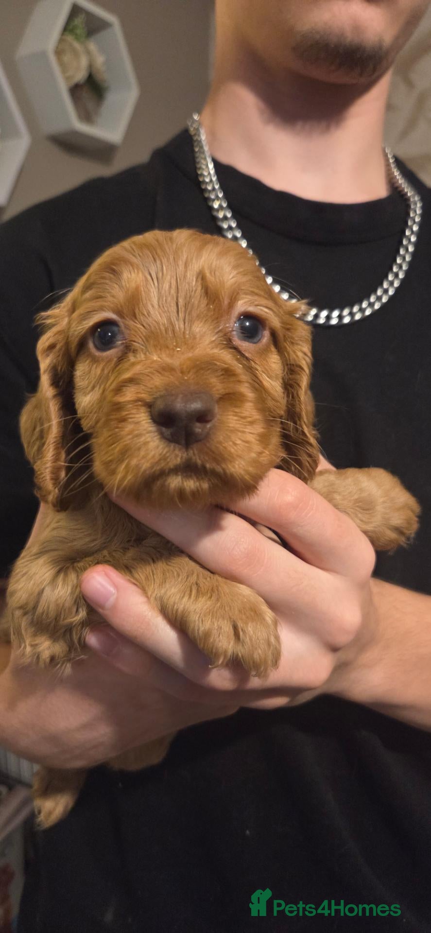 Cocker Spaniel dogs Only 1 Stunning Cocker Spaniel Red Male left.  - Advert 1
