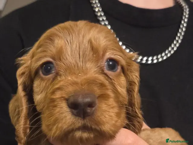 Cocker Spaniel dogs for sale: Only 1 Stunning Cocker Spaniel Red Male left. - Advert 1