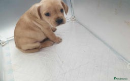 Mixed Breed dogs for sale: Cocker bull puppies for sale  - Image 10