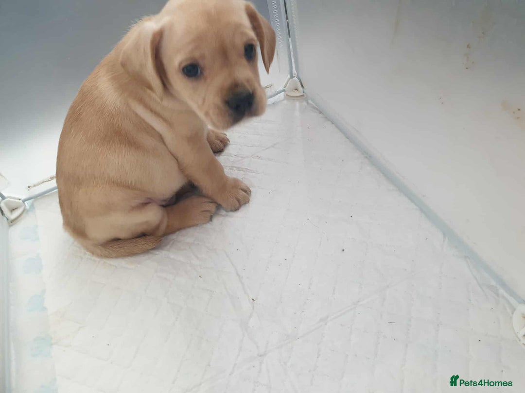 Mixed Breed dogs for sale: Cocker bull puppies for sale  - Image 10