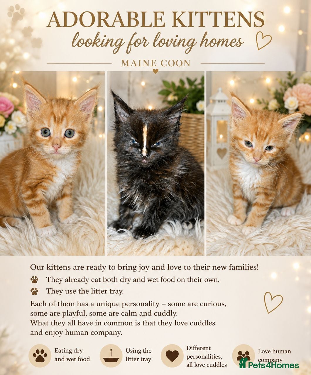 Mixed Breed cats Main Coon  - Advert 1