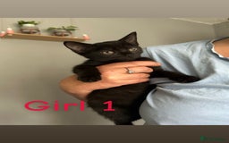 Domestic Shorthair cats for sale: Beautiful kittens ready for their forever homes ❤️ - Image 4
