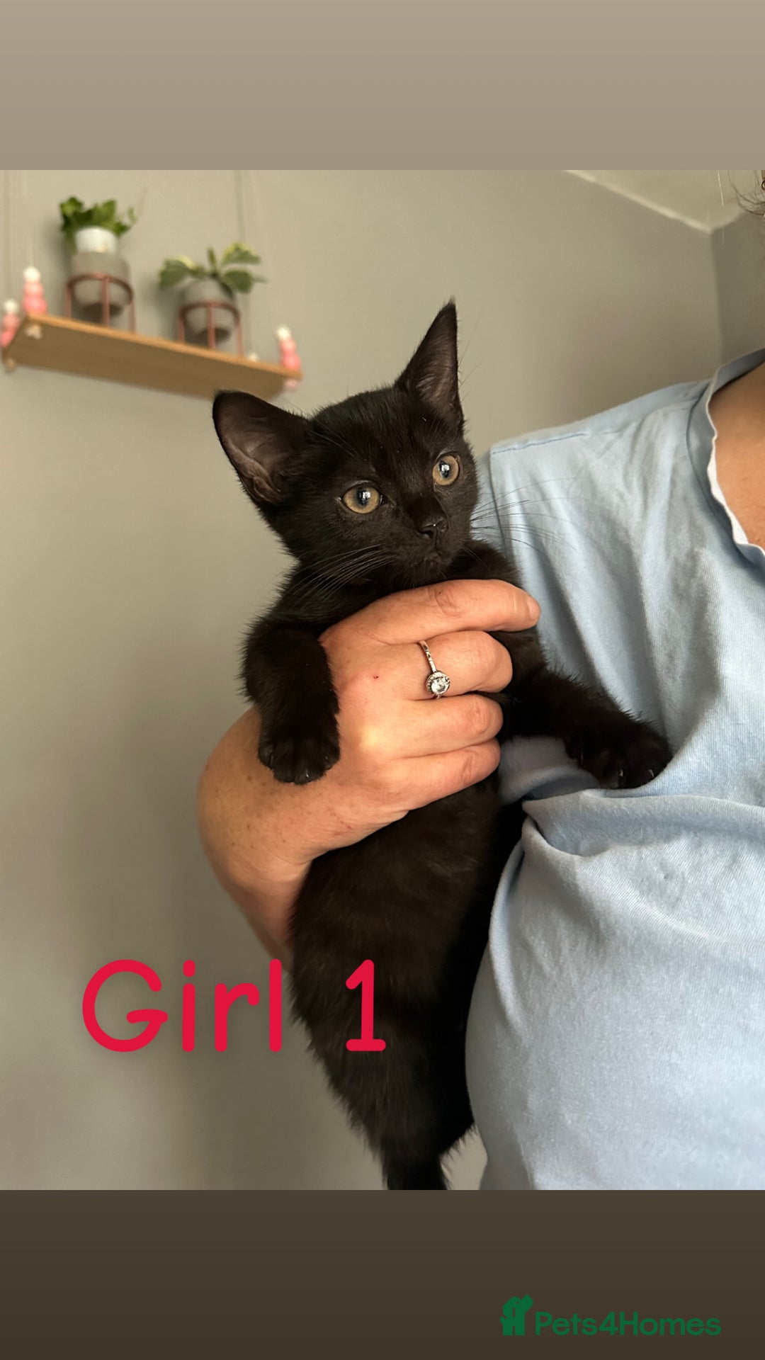 Domestic Shorthair cats for sale: Beautiful kittens ready for their forever homes ❤️ - Image 4