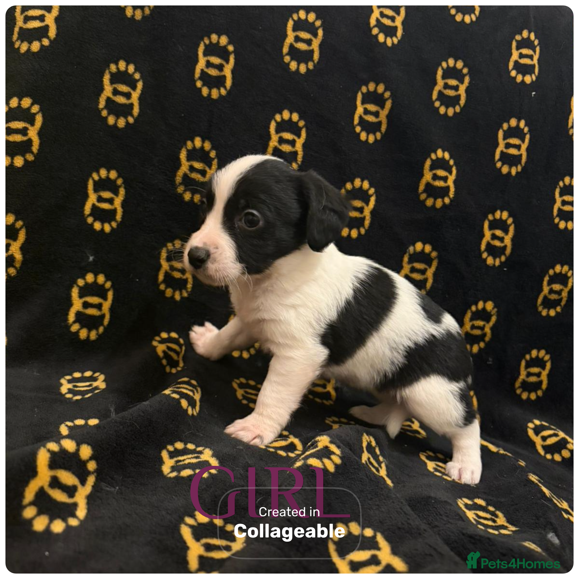 Mixed Breed dogs Cocker spaniel/ jack russels - Advert 1