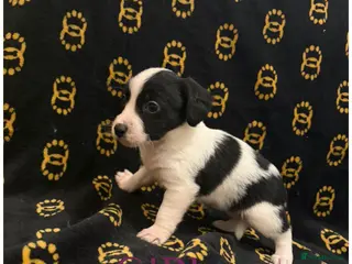 Mixed Breed dogs Cocker spaniel/ jack russels - Advert 2