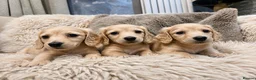 Miniature Dachshund dogs for sale: Pure creams miniature dachshunds  - Advert 4