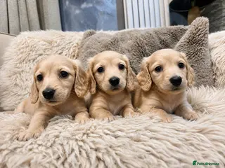 Miniature Dachshund dogs Pure creams miniature dachshunds - Advert 3