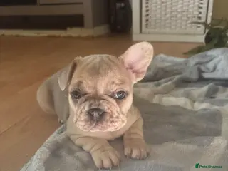 French Bulldog dogs Gorgeous French bulldogs - Advert 4