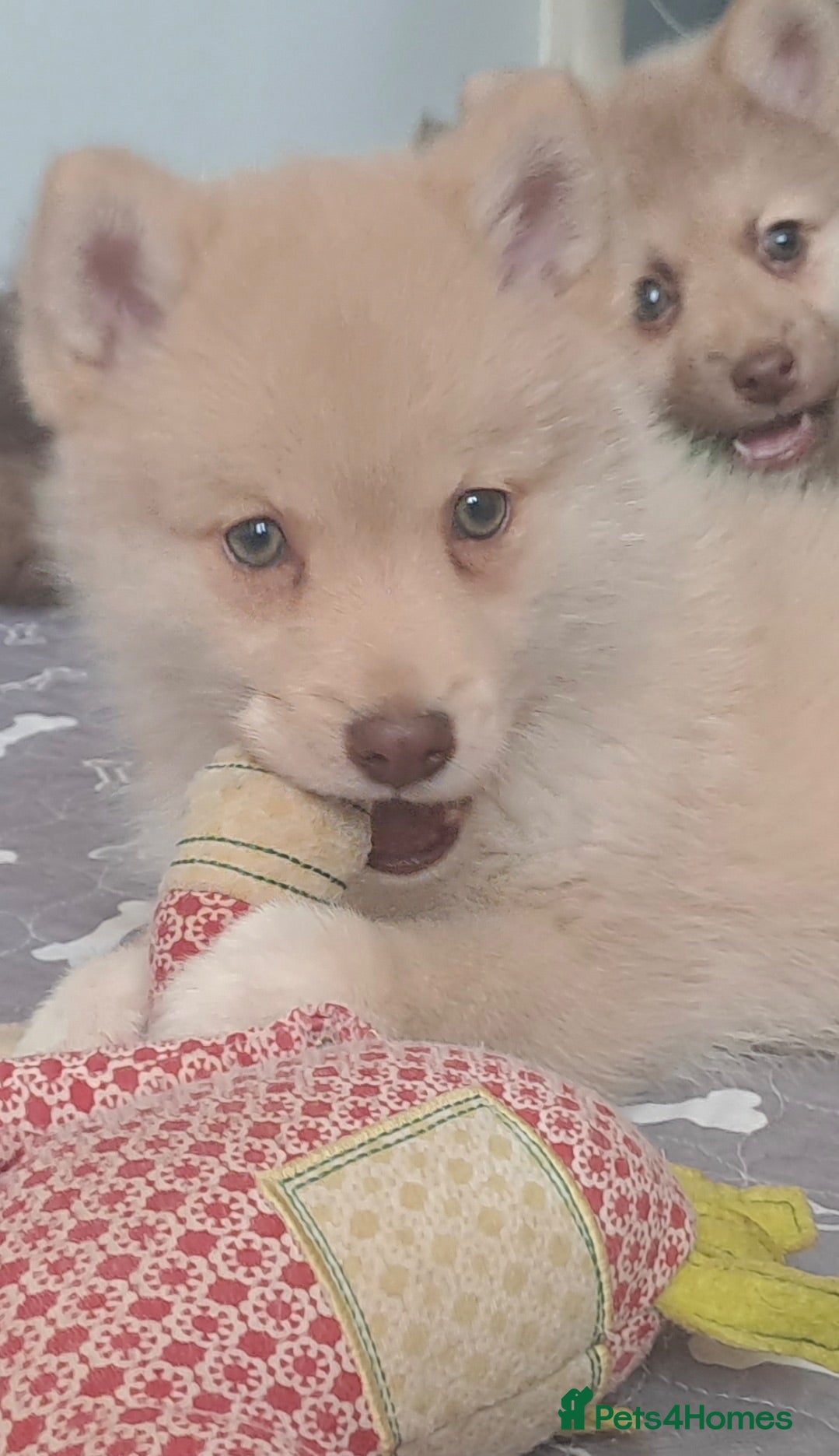 Pomsky dogs 💚2 Green eyed F4 Pomskys pups. Now Reduced  - Advert 2